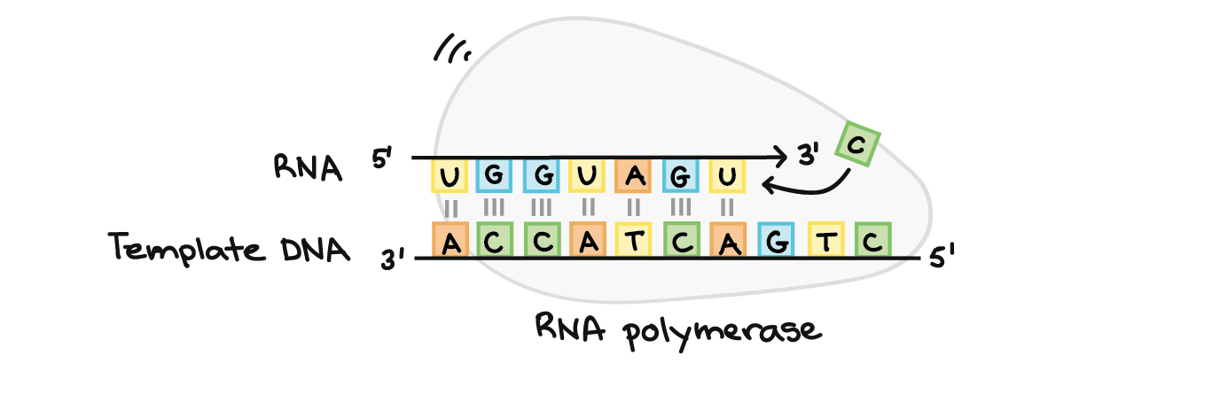 RNA polimerase